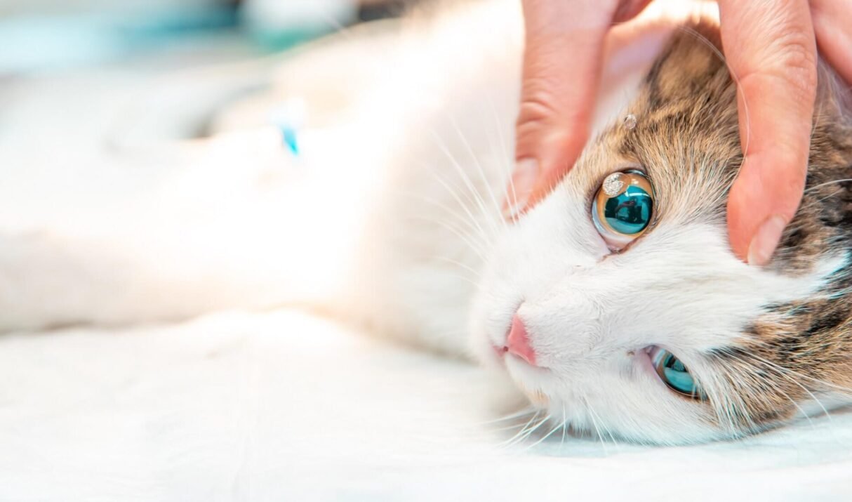 How to Store Pet Food: The Top Five Best Practice