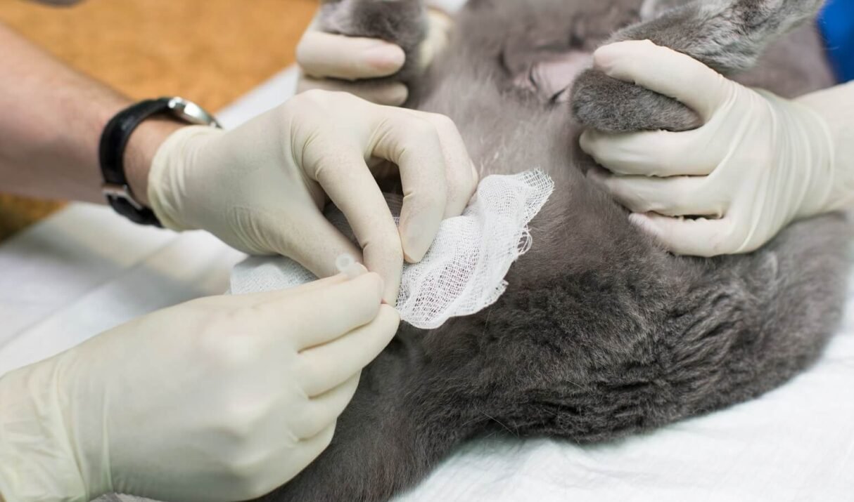 How Often Should You Take Your Cat To The Vet?