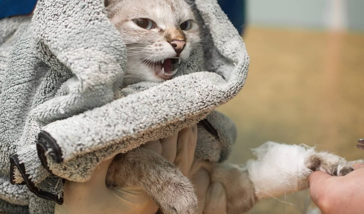 5 Rare Cat Breeds You’ve Probably Never Heard Of