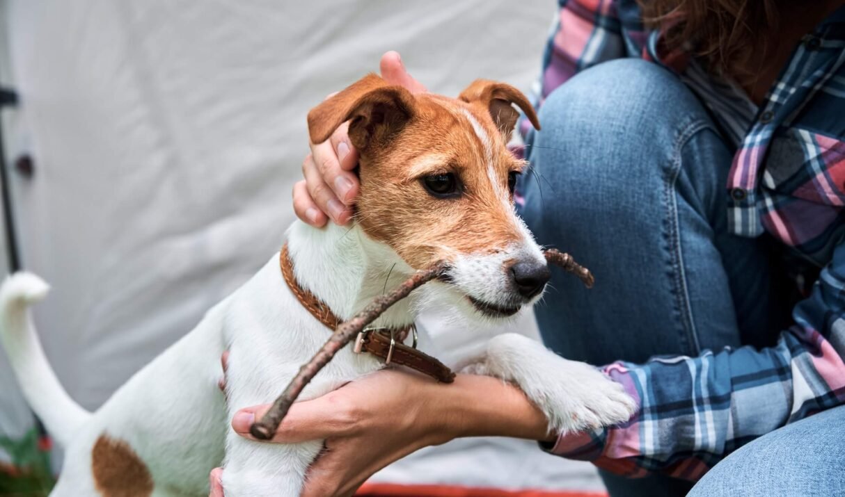 5 Essentials To Carry While Traveling With Your Pets